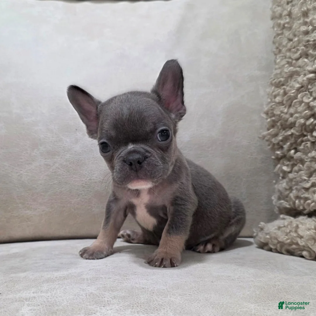 French Bulldog dogs for sale: Felix - Ad 7
