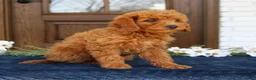 Mini Goldendoodle dogs for sale: Gia  - Ad 4