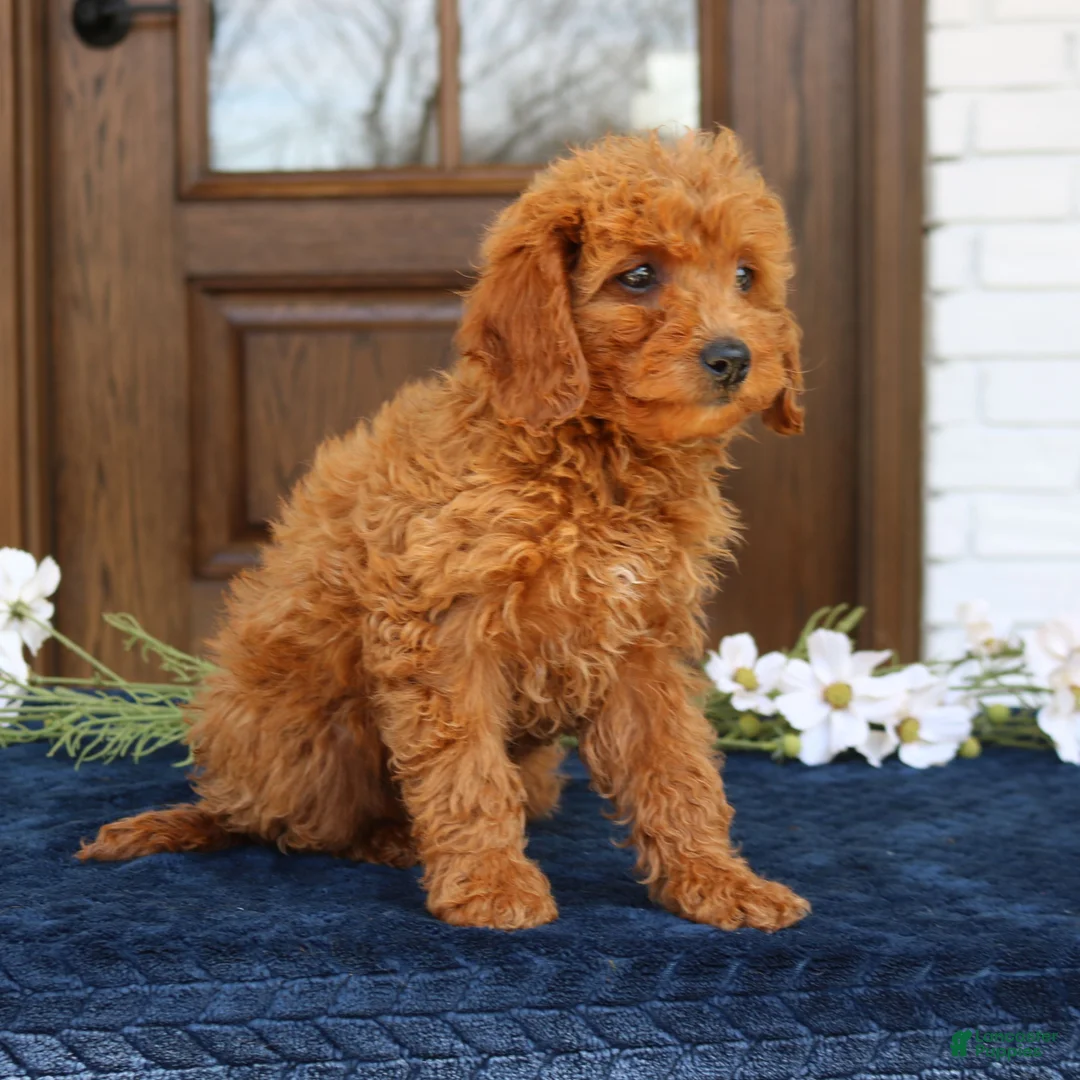 Mini Goldendoodle dogs for sale: Gia  - Ad 4
