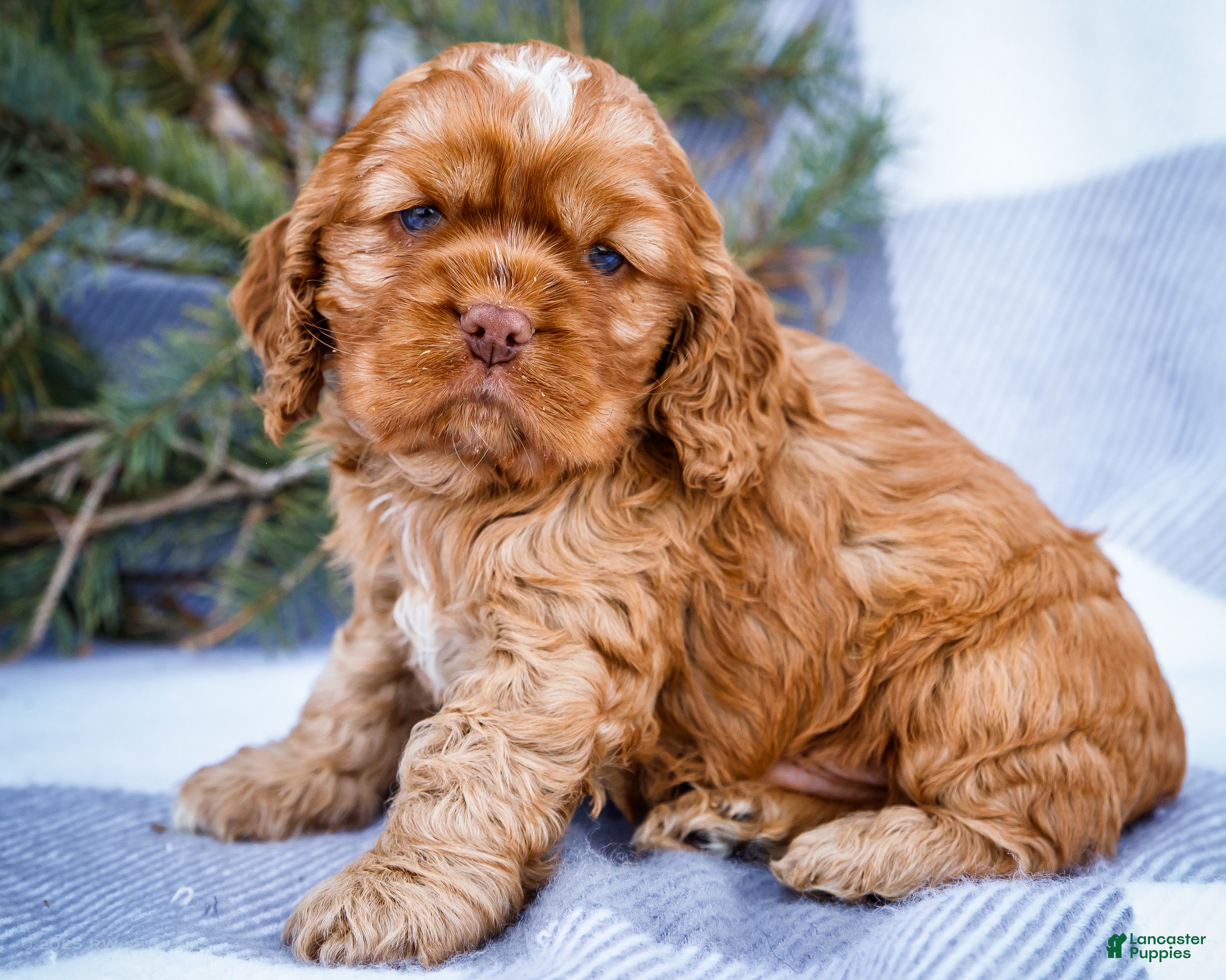 Cocker Spaniel dogs Tony - Ad 3