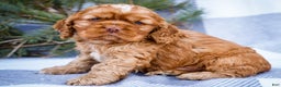 Cocker Spaniel dogs for sale: Tony - Ad 1