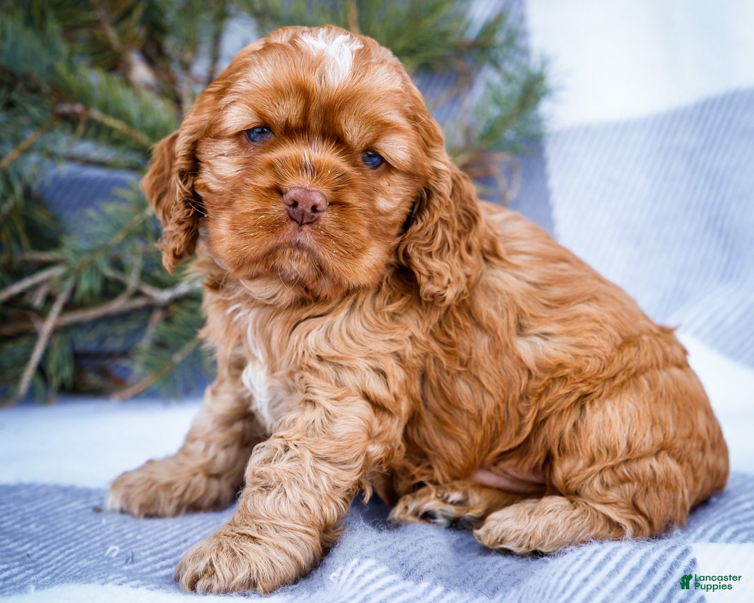 Cocker Spaniel dogs for sale: Tony - Ad 1
