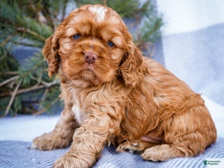 Cocker Spaniel dogs Tony - Ad 3