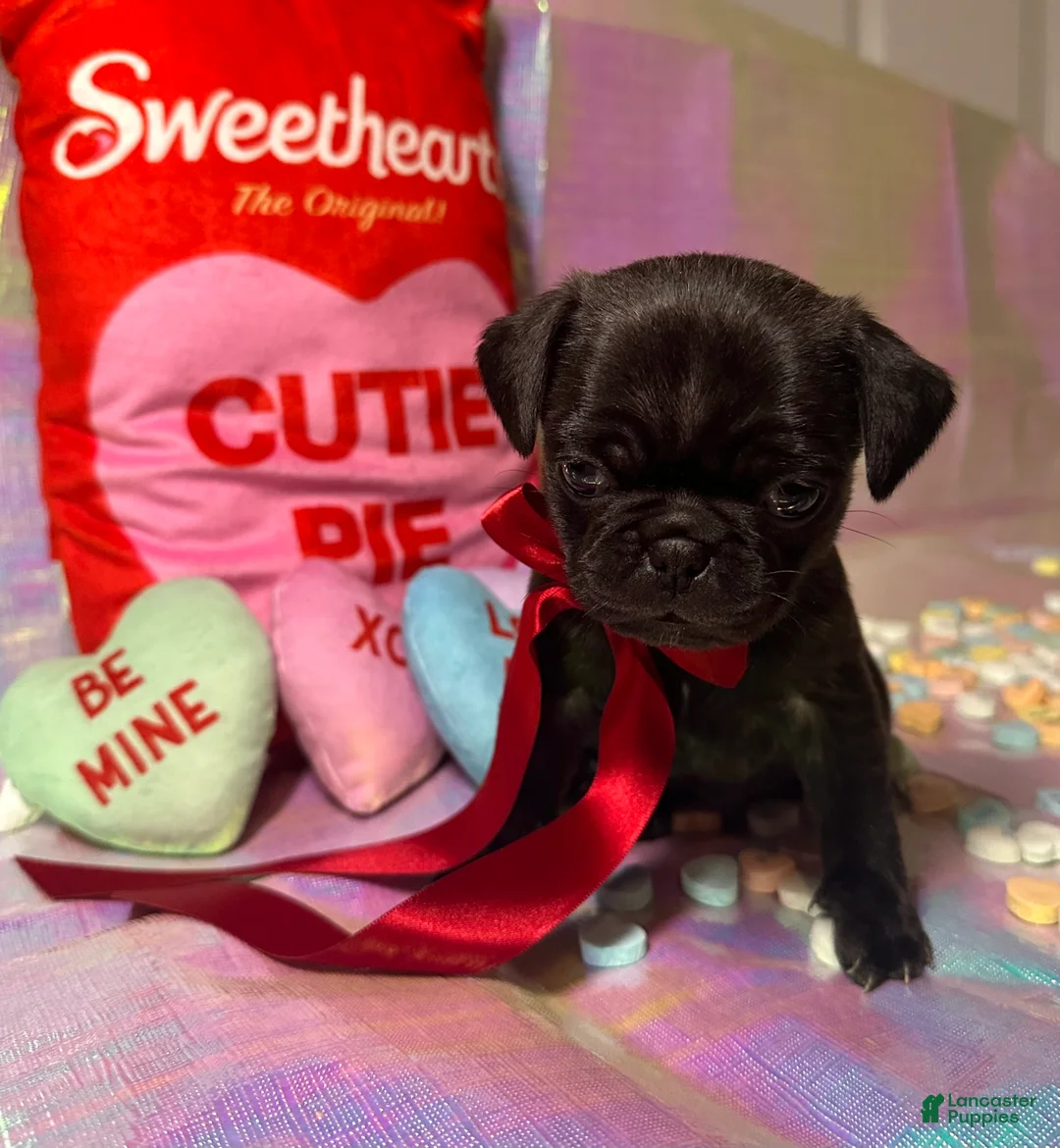 Pug dogs for sale: Reese - Ad 1