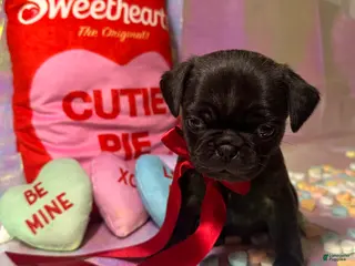 Pug dogs Reese - Ad 33