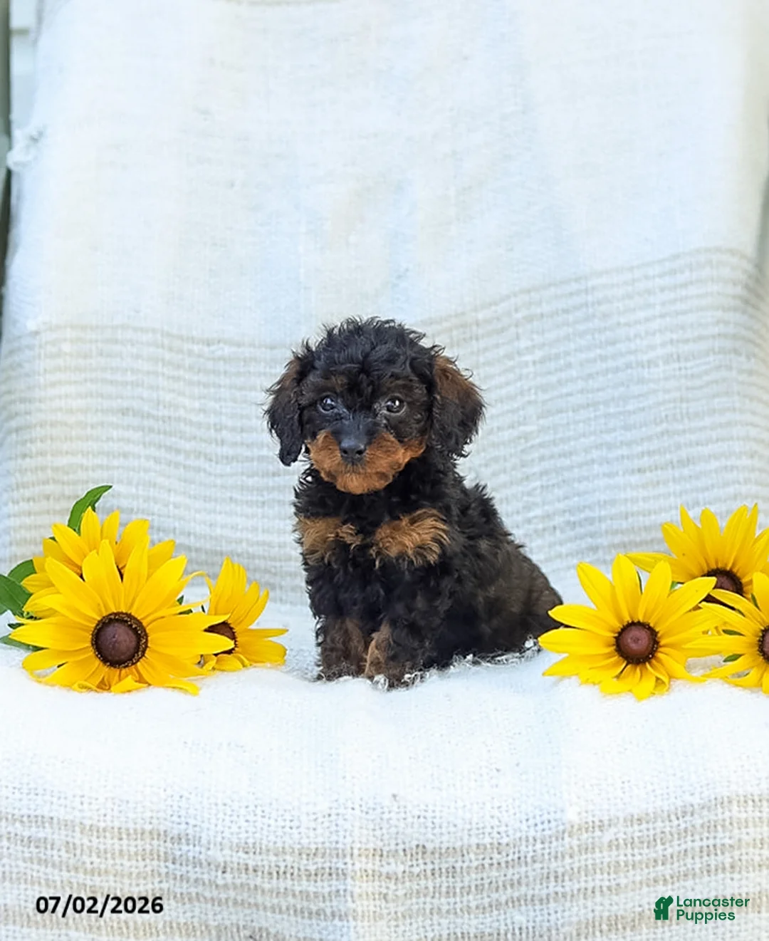 Cavapoo dogs for sale: Kathy - Ad 2