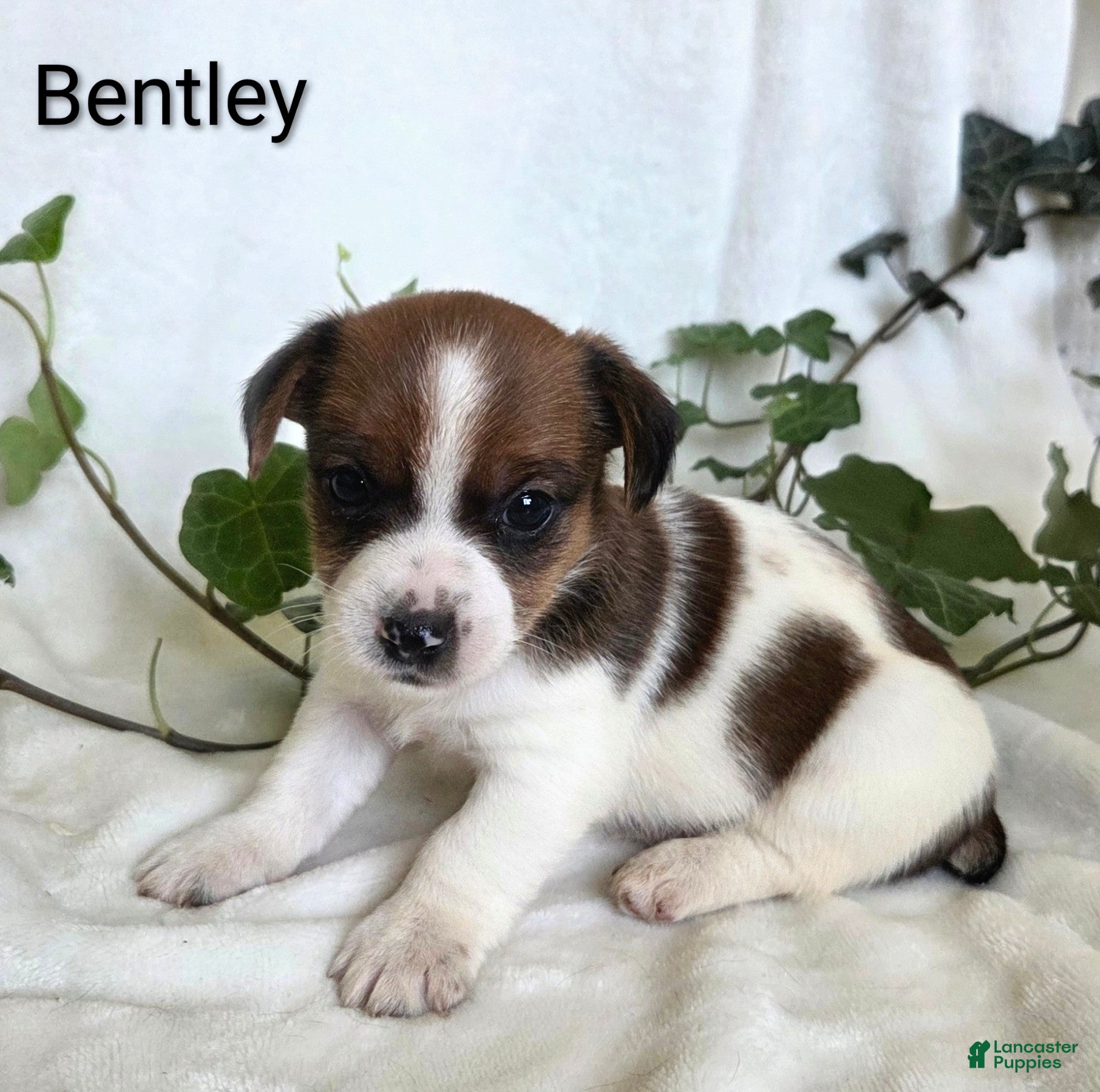Mixed Breed dogs Bentley  - Ad 33