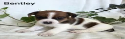 Mixed Breed dogs for sale: Bentley  - Ad 1
