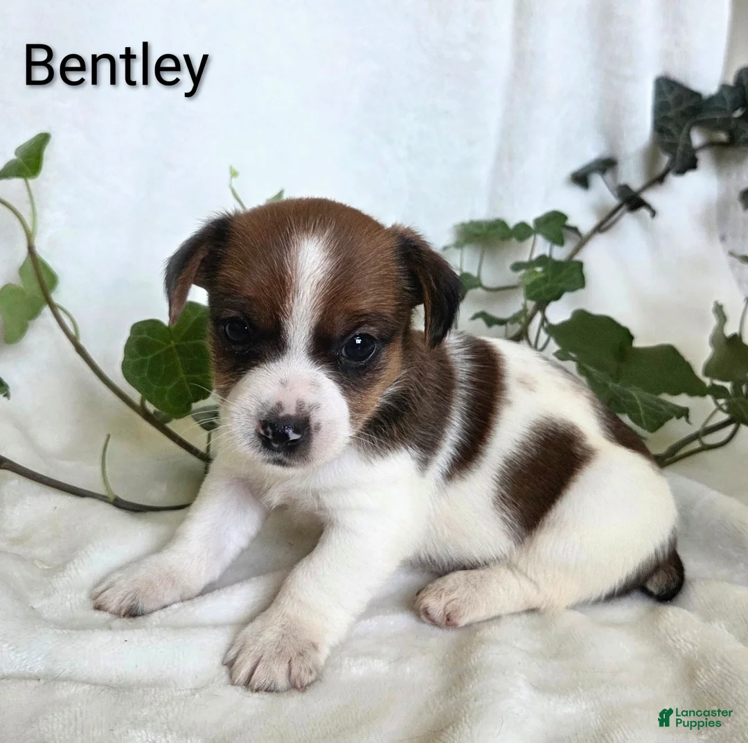 Mixed Breed dogs for sale: Bentley  - Ad 1