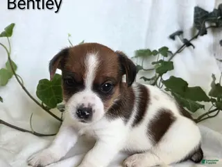 Mixed Breed dogs Bentley - Ad 33