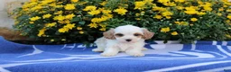 Pomeranian dogs for sale: Kimmy - Ad 2