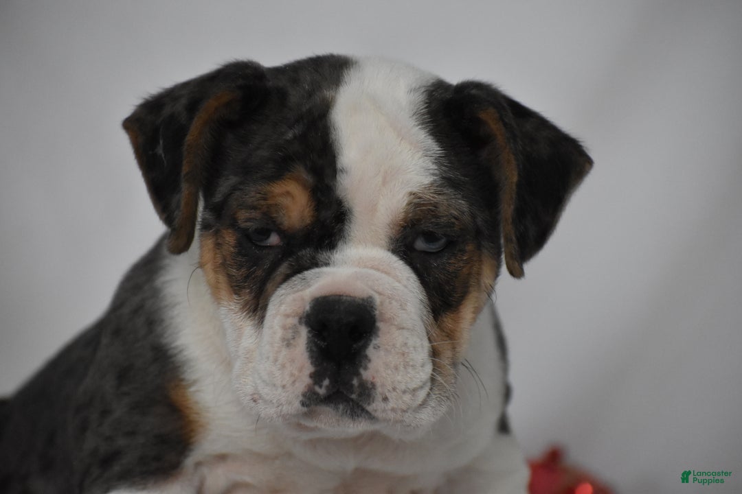 Mixed Breed dogs for sale: Wrangler - Ad 10