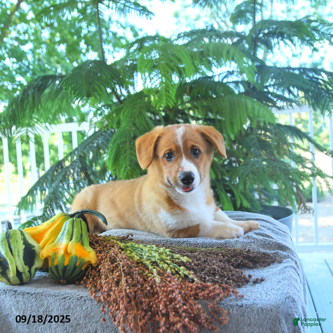 Welsh Corgi Pembroke dogs for sale: Milo - Ad 1