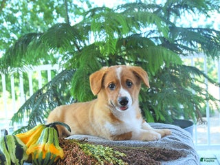 Welsh Corgi Pembroke dogs Milo - Ad 36