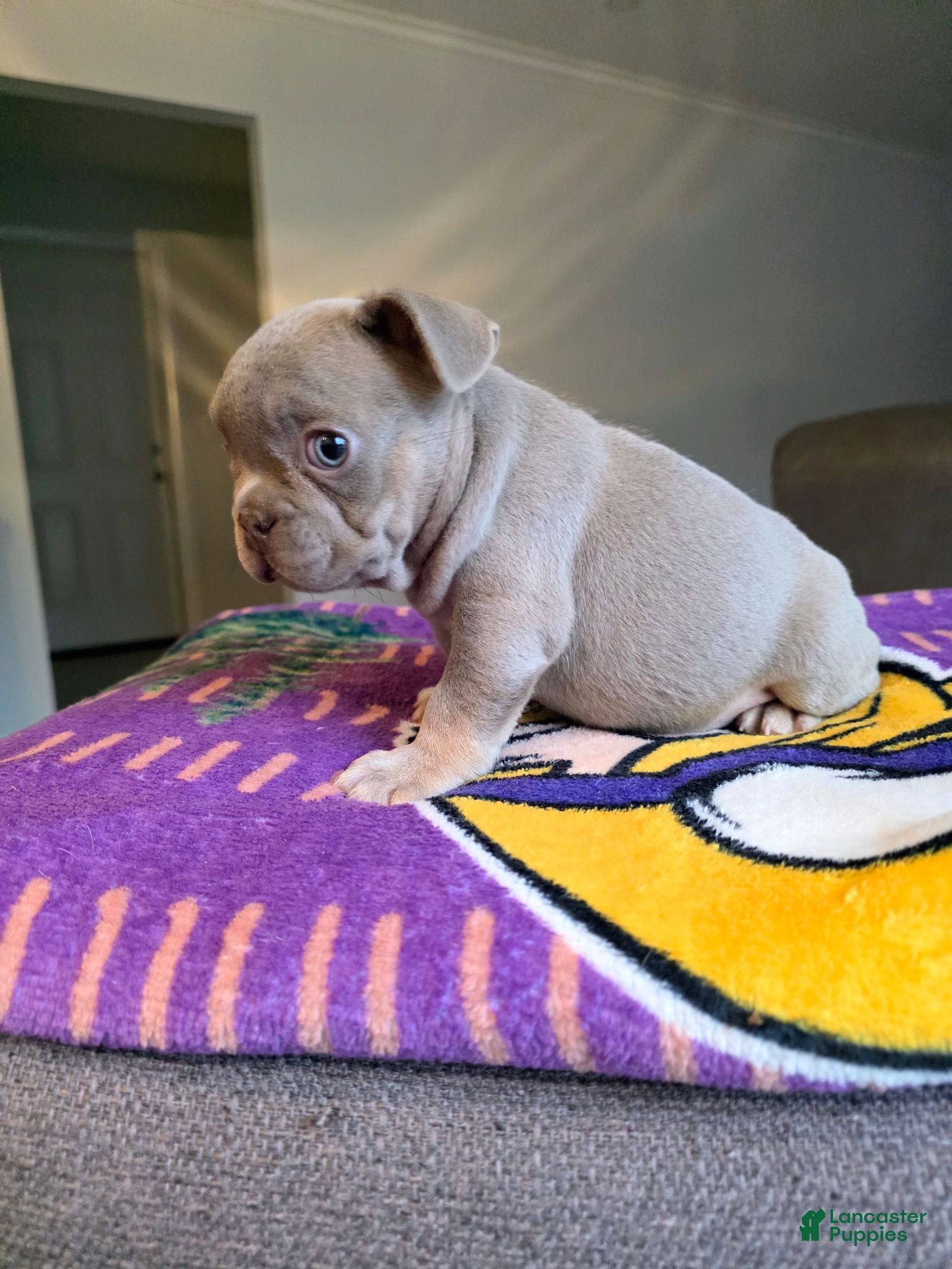 French Bulldog dogs Charlie - Ad 1