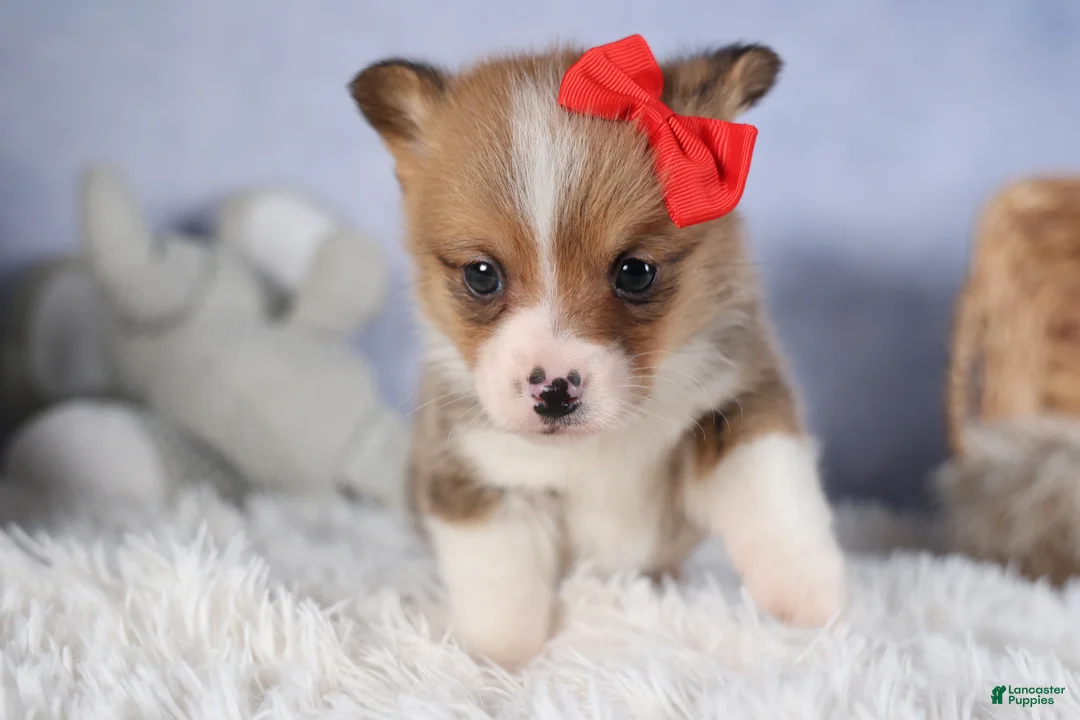 Welsh Corgi Pembroke dogs for sale: RAMBO - Ad 4