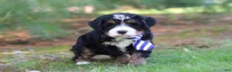 Mini Bernedoodle dogs for sale: Ramirez - Ad 4