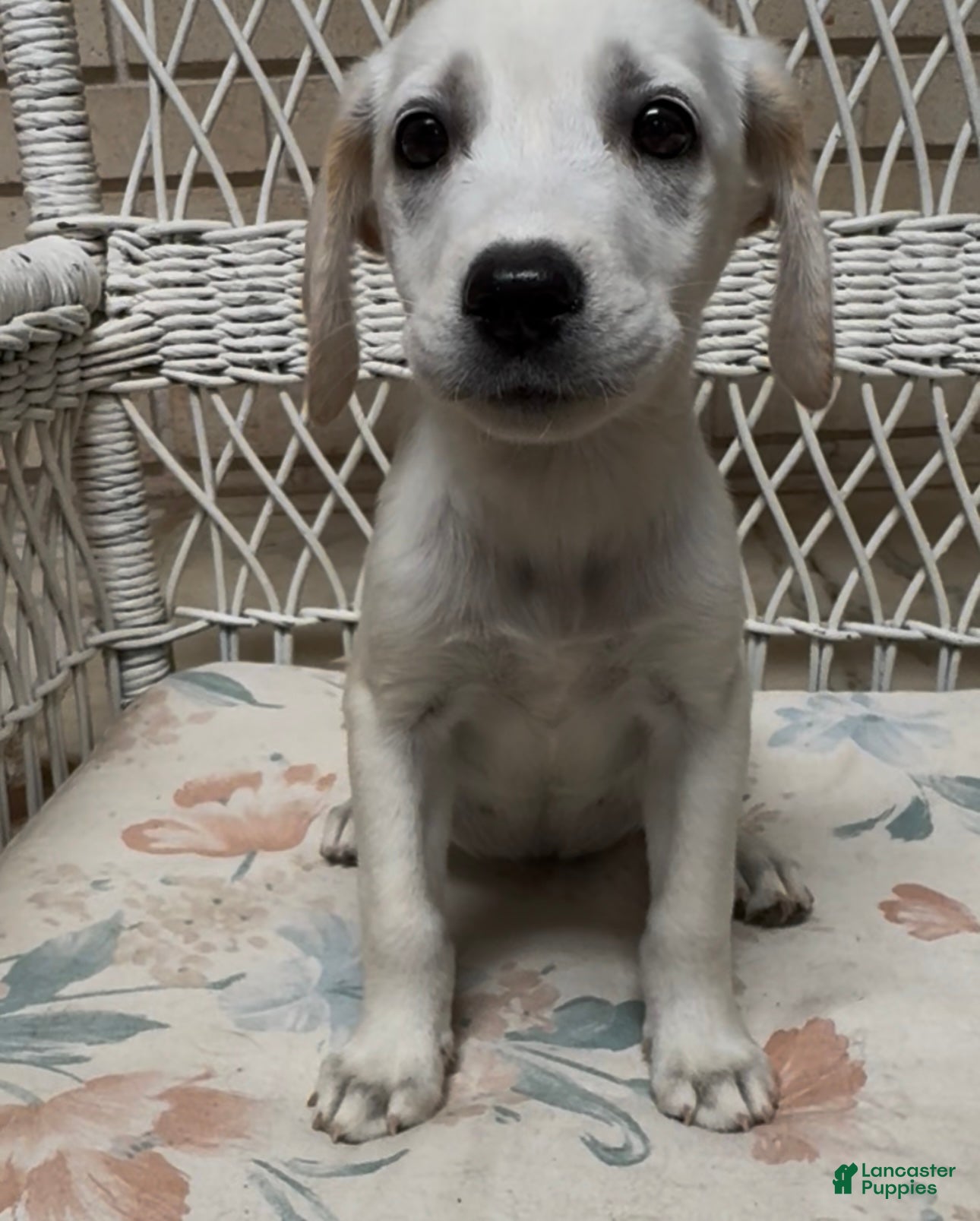 Labrador Retriever dogs for sale: Labrador Retriever Jackie - Ad 58