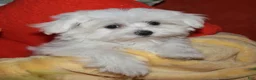 Maltese dogs for sale: Chester - Ad 7