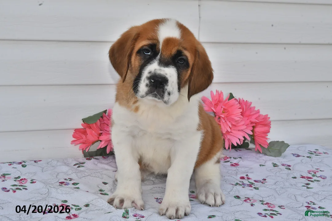 Saint Bernard dogs for sale: Bessie - Ad 3