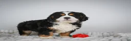 Miniature Bernese Mountain Dog dogs for sale: Toby - Ad 7