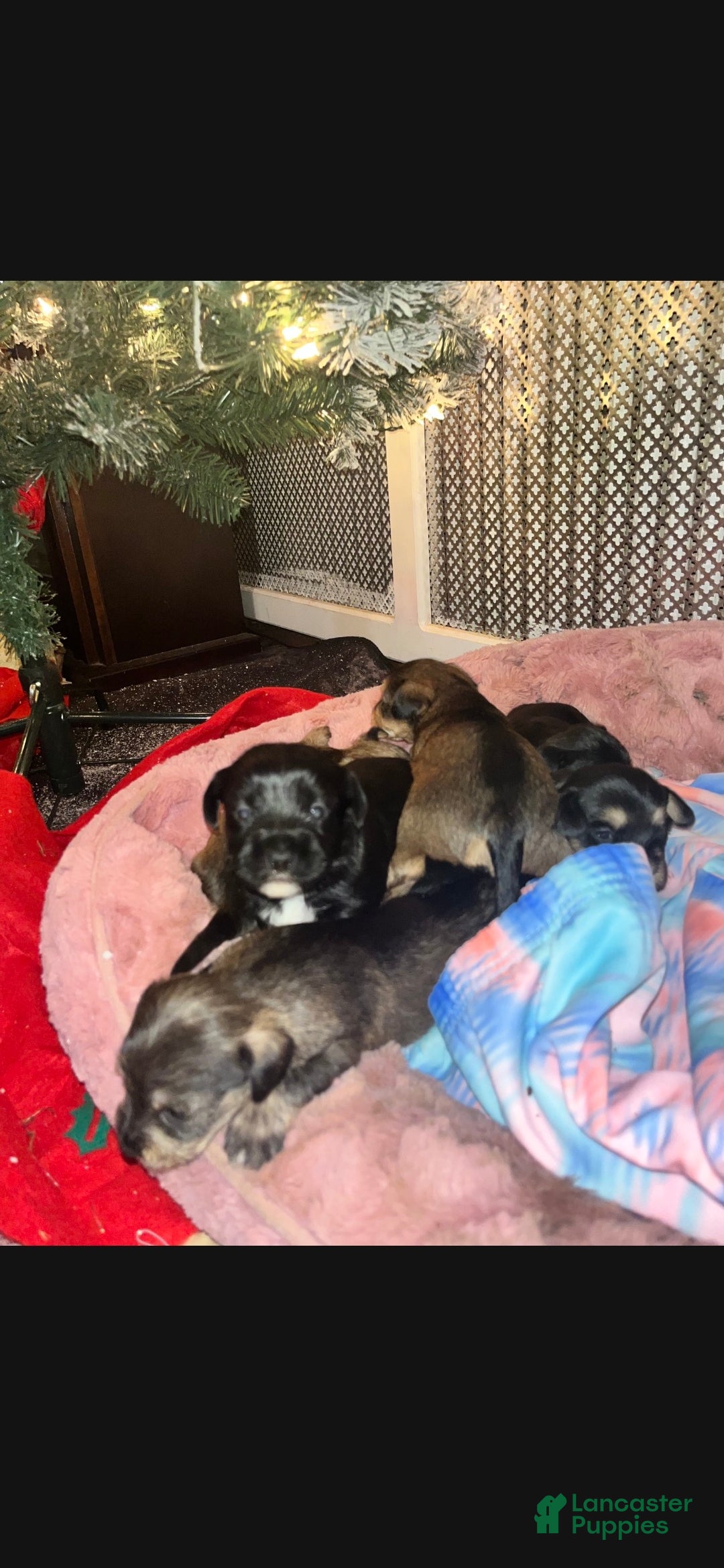Mixed Breed dogs for sale: Mixed Breed Puppy 3 - Ad 1