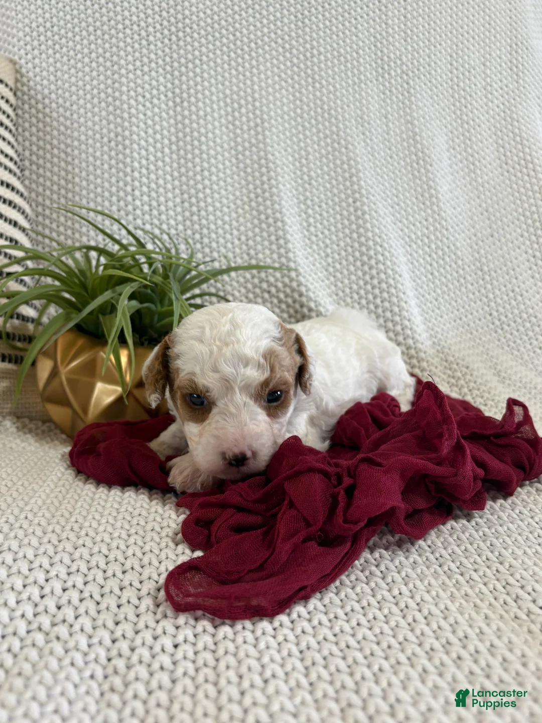 Cavapoo dogs for sale: Peanut - Ad 2
