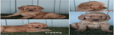 Golden Retriever Puppy Casey