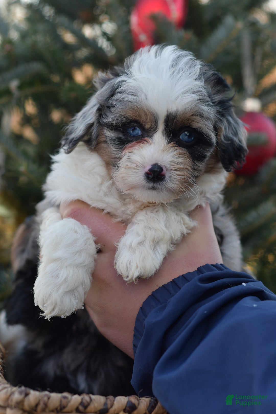 Mini Aussiedoodle dogs for sale: Rory - Ad 13