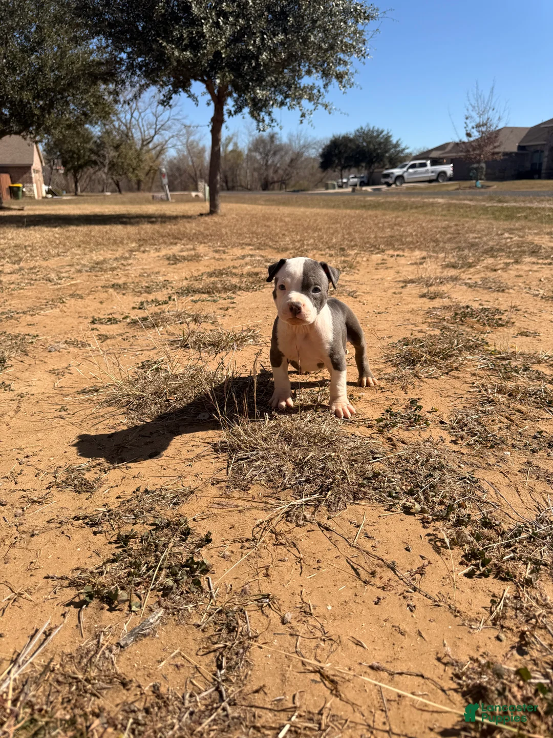 American Bully dogs for sale: American Bully Puppy 4 - Ad 2