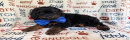 Cockapoo dogs for sale: Pecan - Ad 7