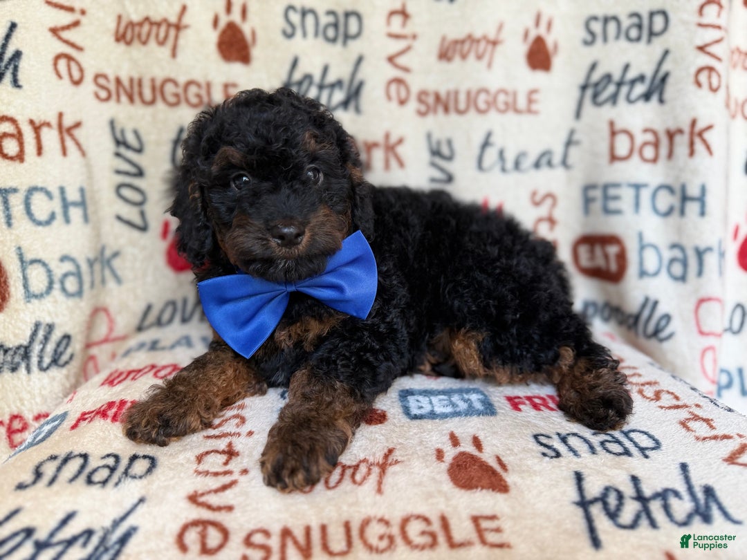 Cockapoo dogs for sale: Pecan - Ad 7
