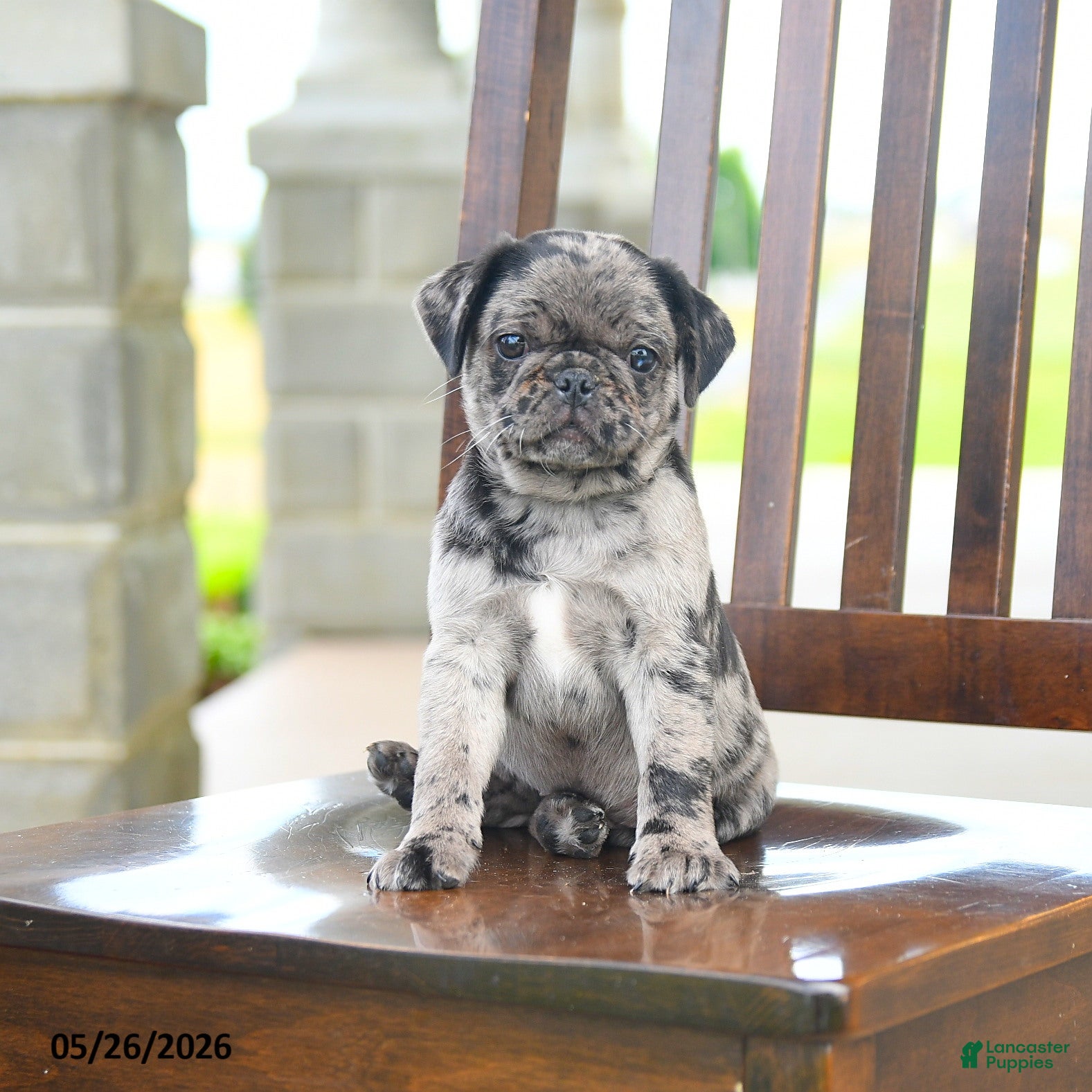 Pug dogs Frankie - Ad 2