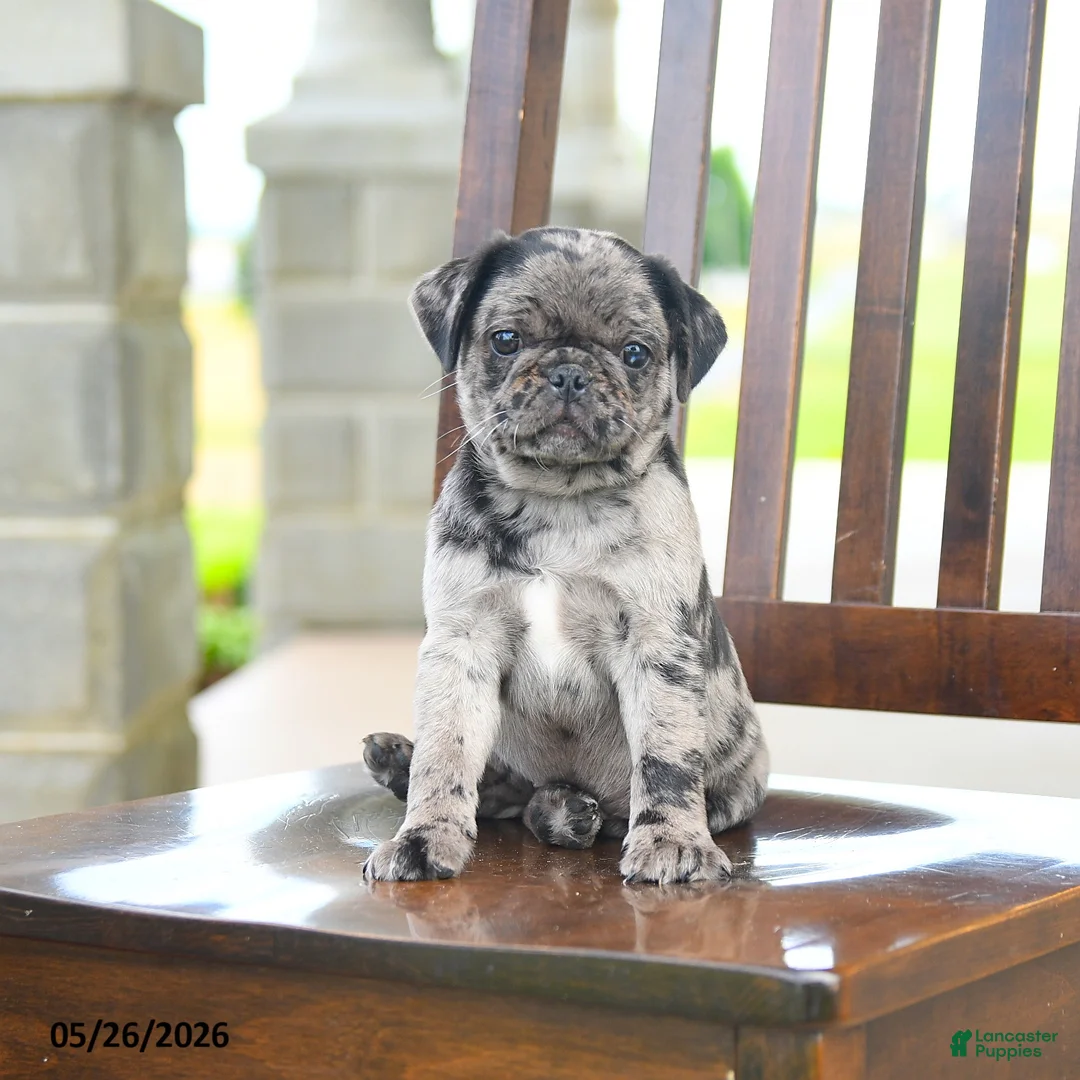 Pug dogs for sale: Frankie - Ad 2