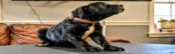 Presa Canario dogs for sale: Ms Pink - Ad 5