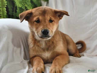 Mixed Breed dogs - Ad 13