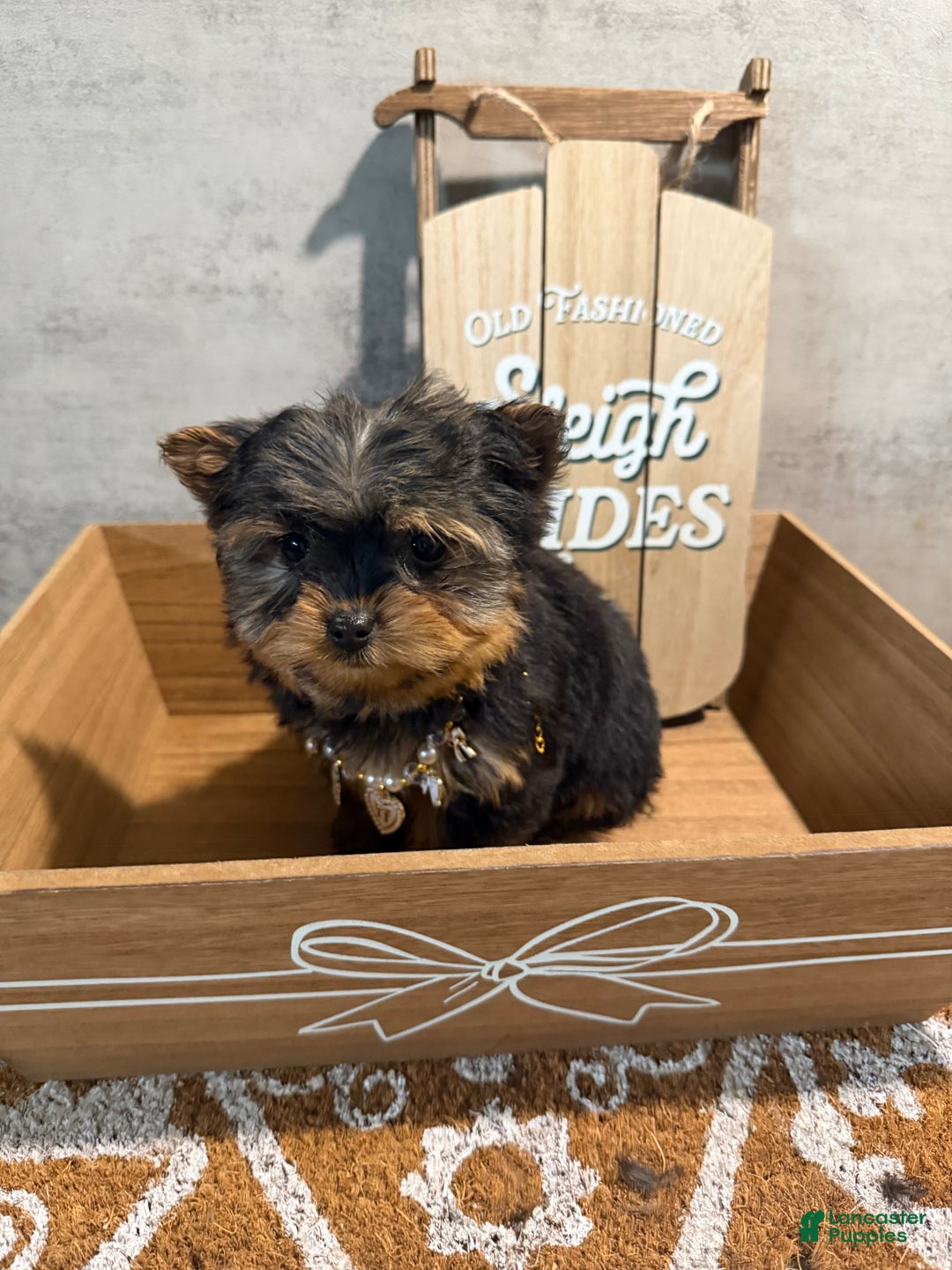 Yorkshire Terrier dogs for sale: Jean - Ad 5