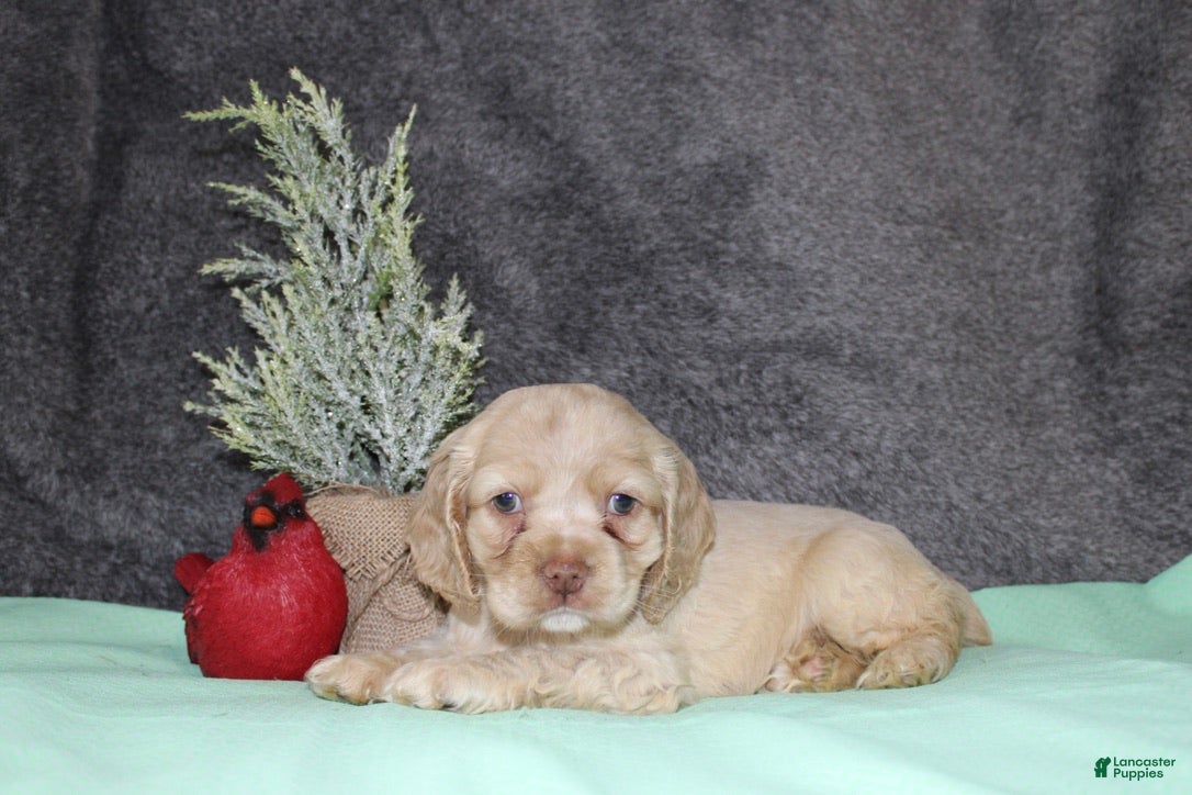 Cocker Spaniel dogs Sheila - Ad 17