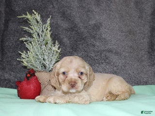 Cocker Spaniel dogs Sheila - Ad 17