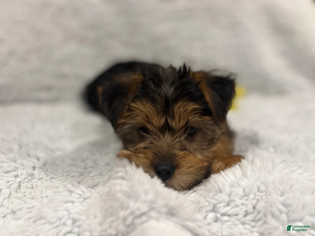 Yorkshire Terrier dogs for sale: Yorkshire Terrier Puppy 1 - Ad 2