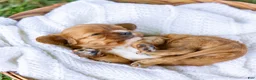 Cavalier King Charles Spaniel dogs for sale: Blondie  - Ad 5
