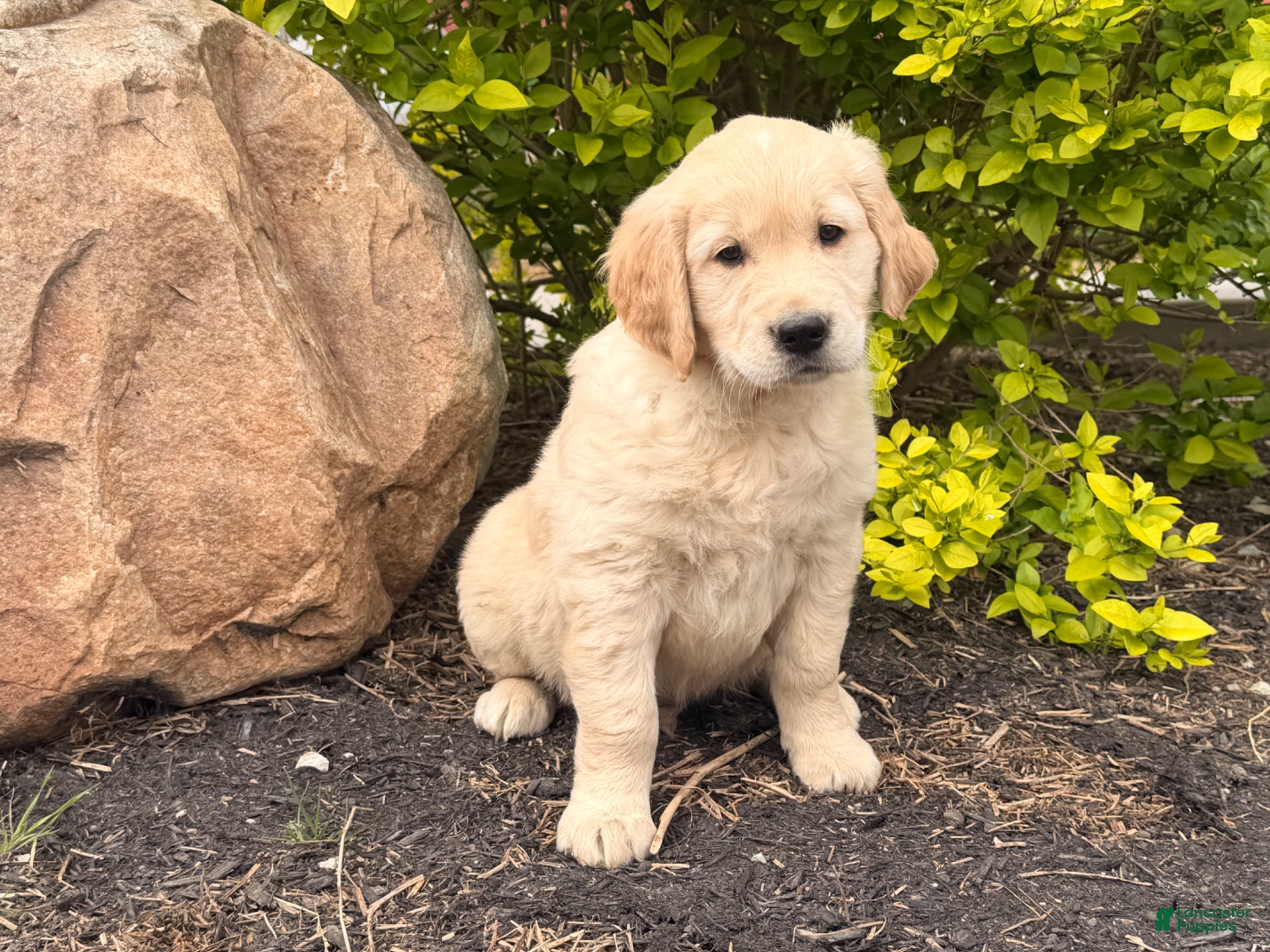 Golden Retriever dogs Max - Ad 2