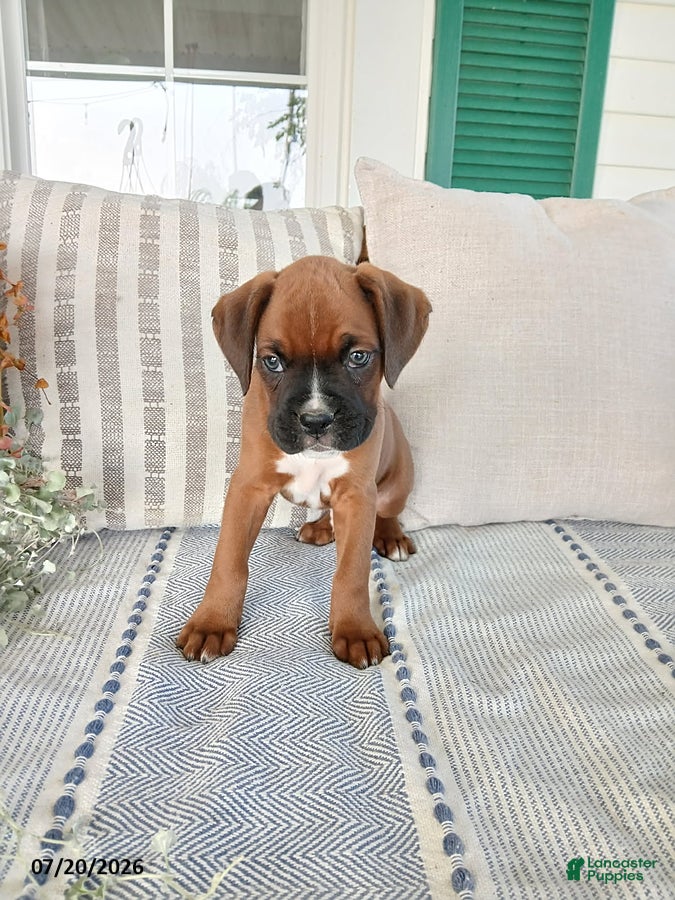 Boxer dogs Socket - Ad 2