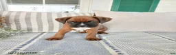 Boxer dogs for sale: Socket - Ad 2