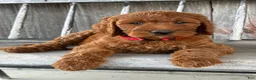 Irish Doodle dogs for sale: Brooklyn - Ad 9