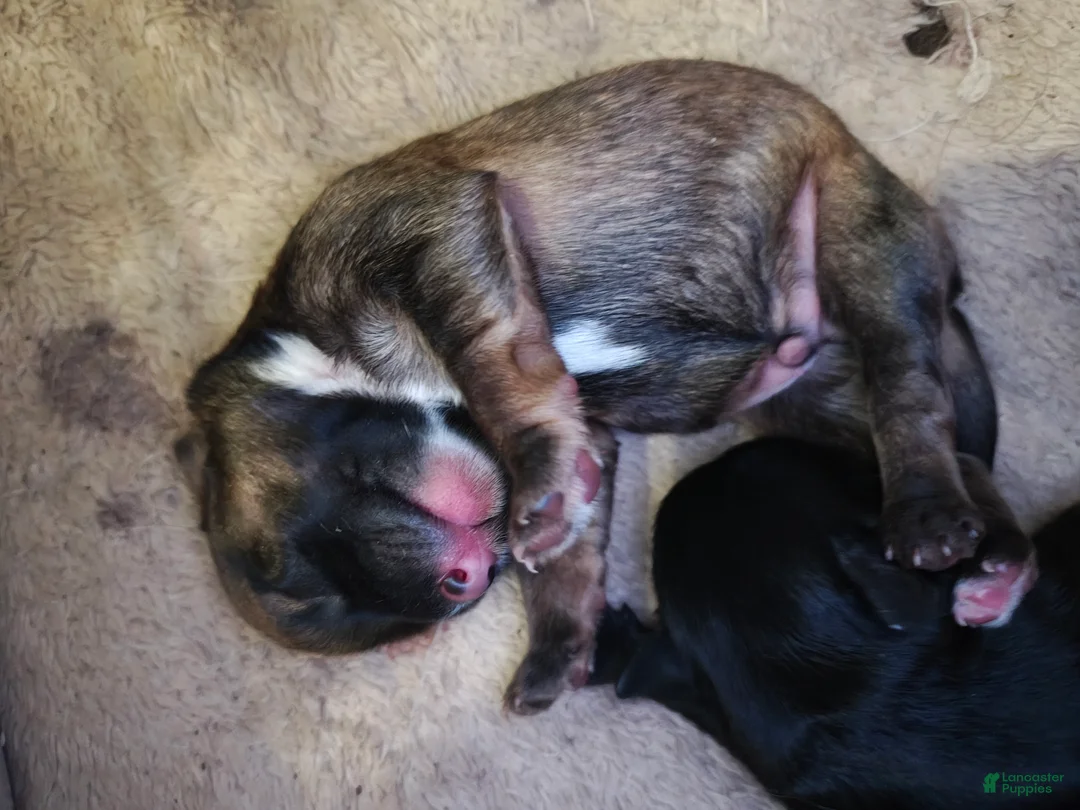 Mixed Breed dogs for sale: Mixed Breed 1 - Ad 2