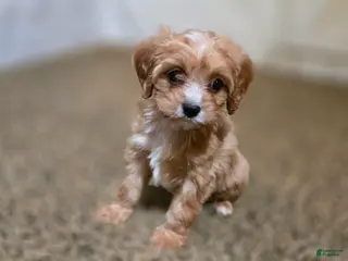 Cavapoo dogs Whitney - Ad 9