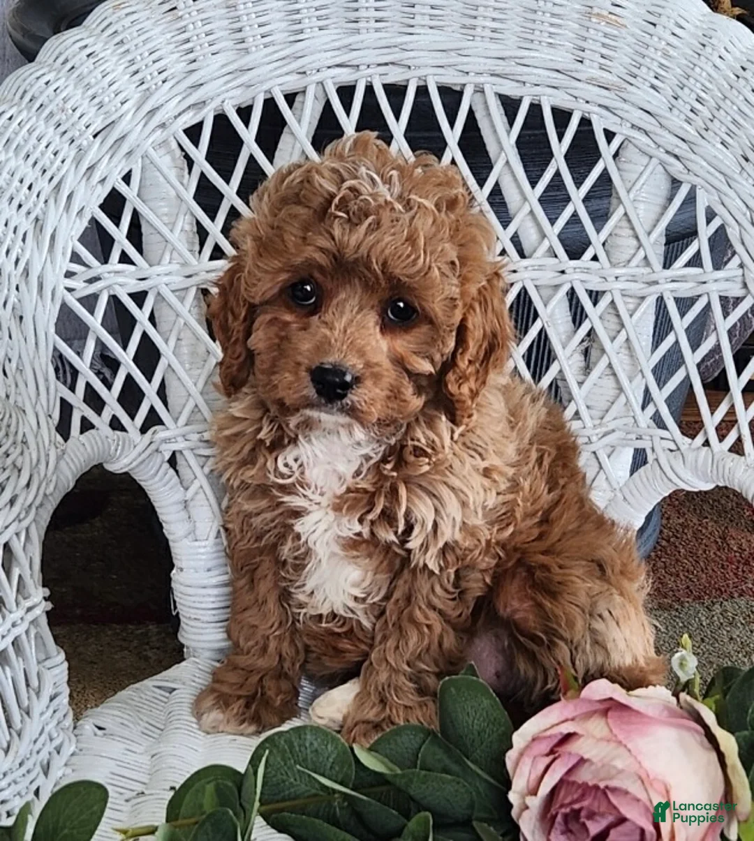 Cavapoo dogs for sale: Glenda - Ad 8