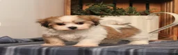 Teddy Bear dogs for sale: Fergus - Ad 1