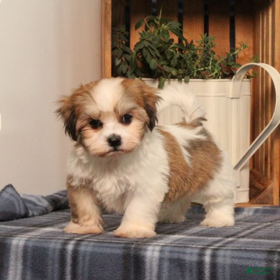 Teddy Bear dogs for sale: Fergus - Ad 1